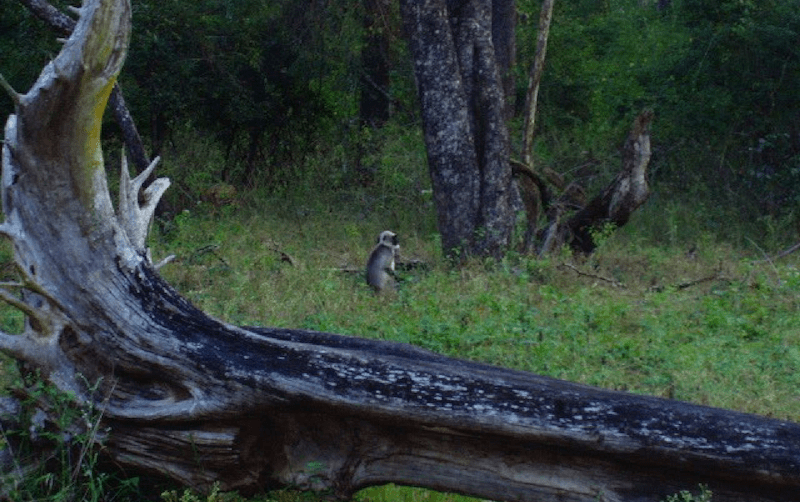 Evolve Back – Coorg and Kabini